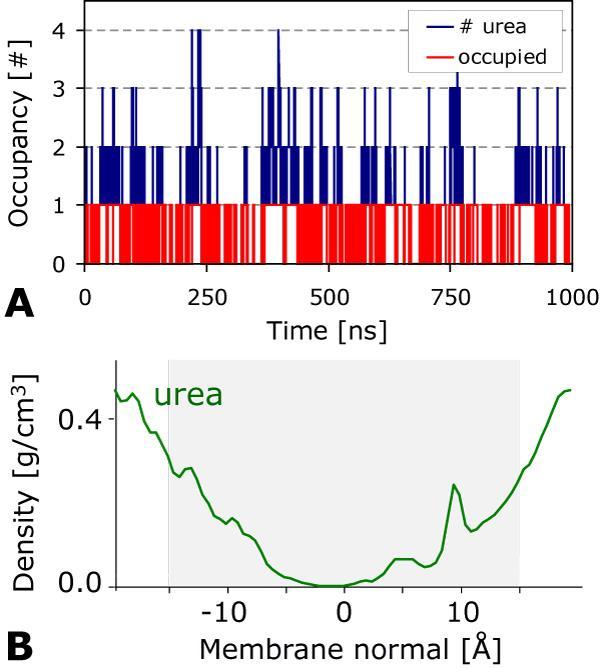 Supplementary Figure S3. A: Pore occupancy of urea vs. simulation time in the HpUreI hexamer. On average the hexamer is occupied 58% of the time with an average of 1.3 ± 0.
