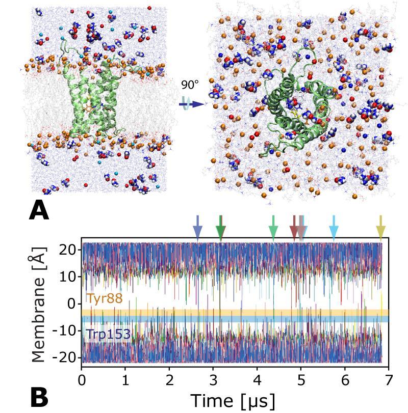 Supplementary Figure S4. A: Simulation system of the HpUreI monomer (148 POPC lipids, ~53,000 atoms, CHARMM force field).
