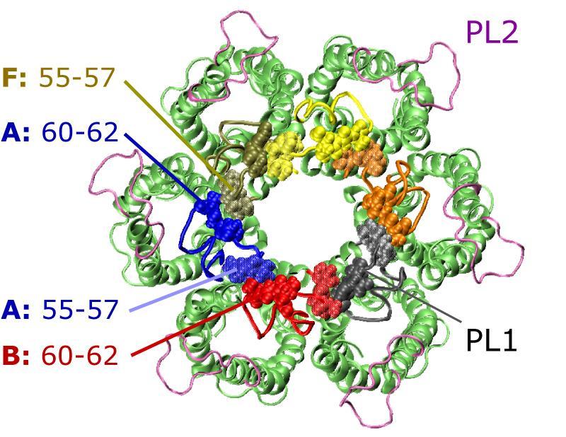 Supplementary Figure S5. Inter-loop contacts of the hexamer are restricted to periplasmic loop 1 (PL1, residues 55-75).