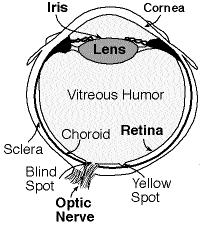 Lasers for eye treatment Soldering Detached Retina As a result of mechanical shock, the retina inside the eye can be torn, and detached from the tissue it is connected to The electromagnetic