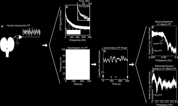 Application of Spectral Methods to Representative Data Sets in Electrophysiology and Functional Neuroimaging 25 Figure 1.