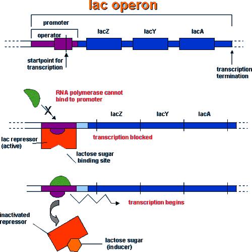 operator promoter starting point for transcription transcription termination RNA polymerase cannot bind to promoter lac