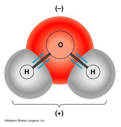 Shared electrons spend more time near the the oxygen nucleus As a result, the oxygen atom gains a slightly negative charge and the hydrogen atoms