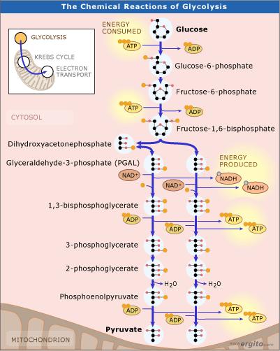Metabolism catabolism from carbohydrate to CO2, ATP & NADH anabolism from CO2, ATP & NADH to carbohydrate central carbon metabolism glycolysis / glyconeogenesis TCA cycle electron transport chain