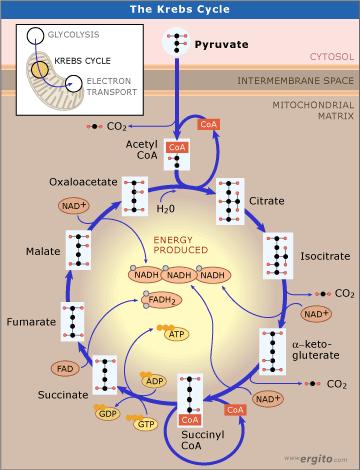 TCA cycle protein (enzymes) in mitochondrion degrade pyruvate completely producing energy (ATP) &