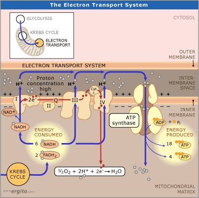as energy Electron transport chain protein (enzymes) in mitochondrion use NADH degradation for H +