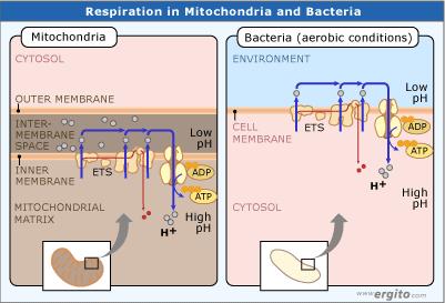 Mitochondria vs bacterium sources Krogh, Biology, Custom Core Edition, Prentice Hall, 3rd ed., 2004 Alberts et al, Molecular Biology of the, Garland Science, 4th ed.