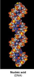 storage DNA RNA Stores