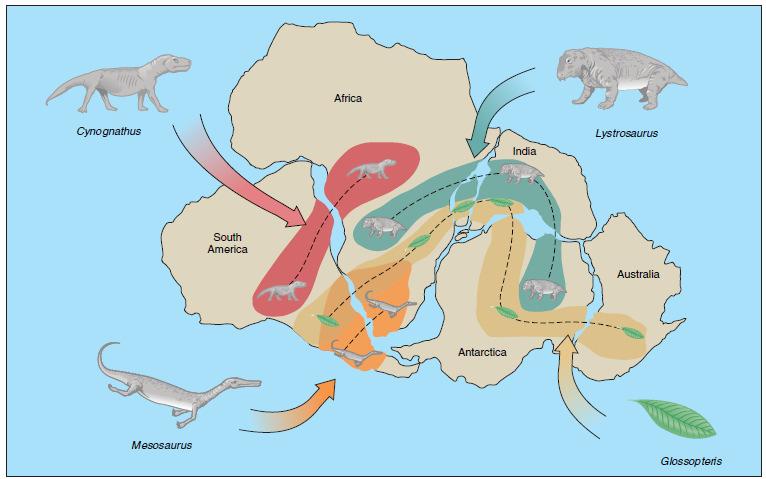The Early ideas for Plate Tectonics: Wegener also noticed that South America, Africa, India, Antarctica, and Australia had almost identical Paleozoic (250 to 500 Million years old)rocks and fossils