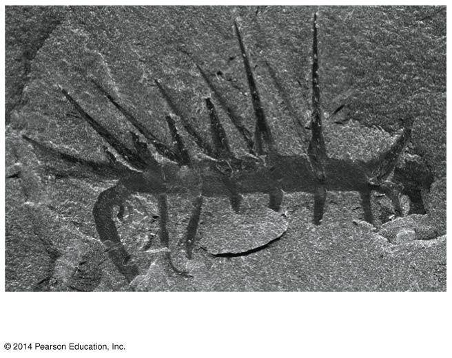Major evidence is from Burgess Shale in B.C.