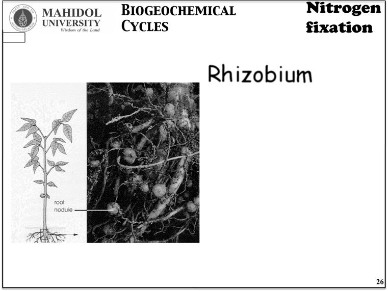 fixing organisms should be keystone microorganisms in nitrogenlimited waters, and yet only a few nitrogenfixing microorganisms have been