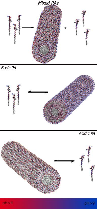 Peptide Amphiphiles (PA) nanofibers formed from acidic PAs by dropping