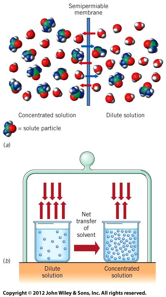 Membranes and Permeability Membranes Separators Example: cell walls Keep mixtures separated Permeability Ability to pass substances through membrane Semipermeable Some substances pass, others don t