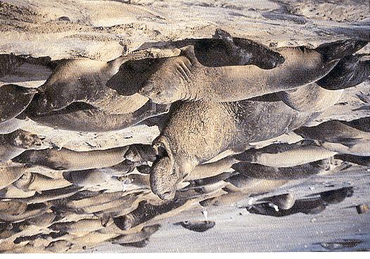 Northern Elephant seals. Reduced to ~20 individuals in 1890 s.