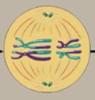 crossover Animation Meiosis I