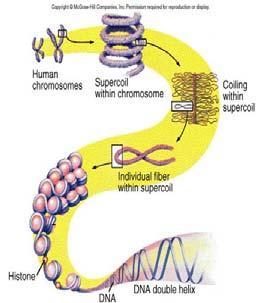 Chromosome Structure Chromatids Chromosome