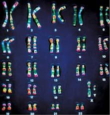 Chromosome Duplication & Distribution Centromere Chromosome duplication Sister chromatids Karyotype of Human Chromosomes Chromosome distribution