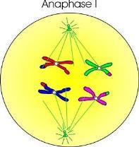 3. Anaphase 1 a. Independent Assortment occurs at this point.