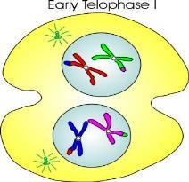 the cell 4. Telophase 1 a.