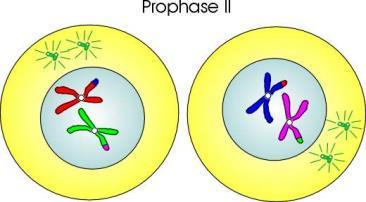 Cytokinesis forms 2 new cells.