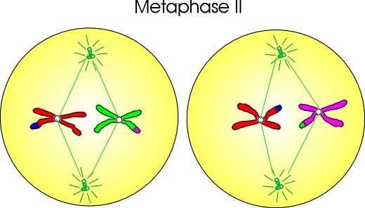 2. Metaphase II 3.
