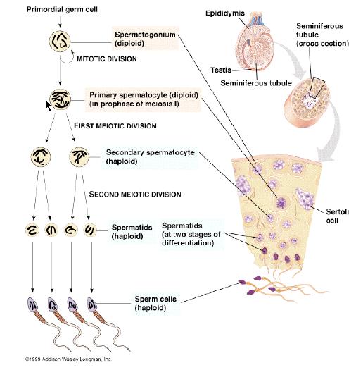 Review 2. Formation of Gametes a.