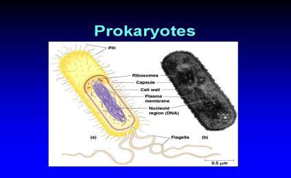 5. Prokaryotes usually have only one chromosome attached to the inside of the cell membrane. B.