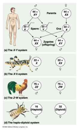 OTHER SYSTEMS c. Autosomes All chromosomes except the sex chromosomes are called autosomes.