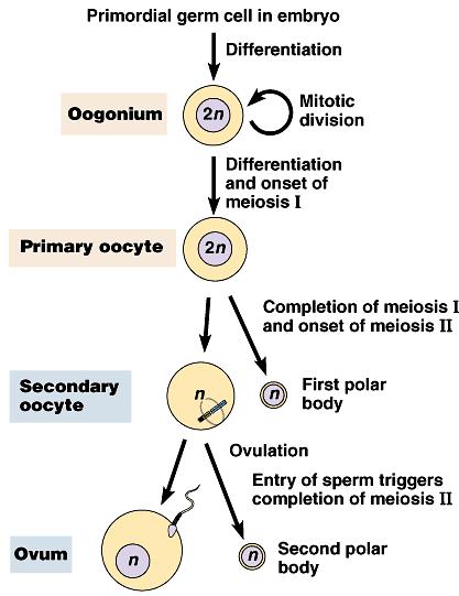 Egg production Oogenesis eggs in ovaries halted before Anaphase 1 Meiosis 1 completed during maturation Meiosis 2 completed after fertilization 1 egg + 2 polar bodies