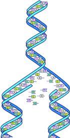 DNA Replication DNA must be Original DNA copied or strand replicated before cell Two new,