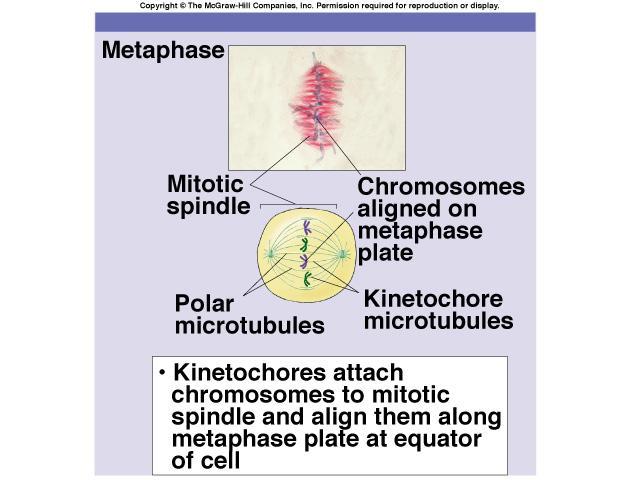 Review of Metaphase What the