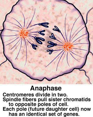 Anaphase Review What the cell