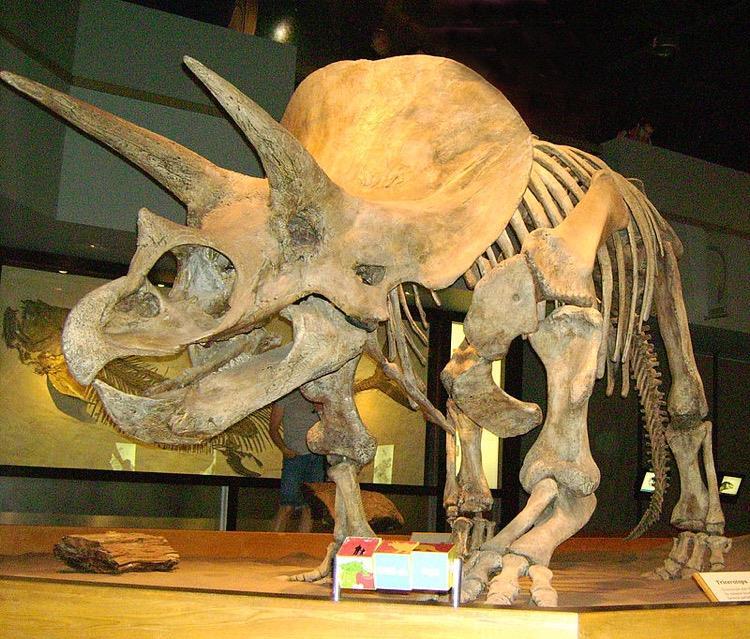 Cretaceous-Tertiary Mass Extinction Occurred 65 mya Caused death of the dinosaurs, ammonites and