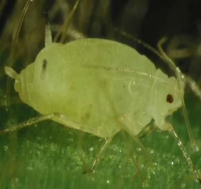 Most aphids can reproduce without sex Parthenogenic