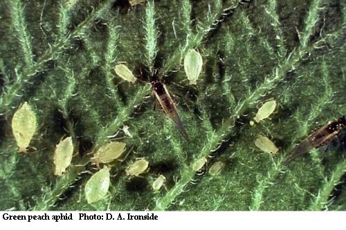 Green peach aphid Can be