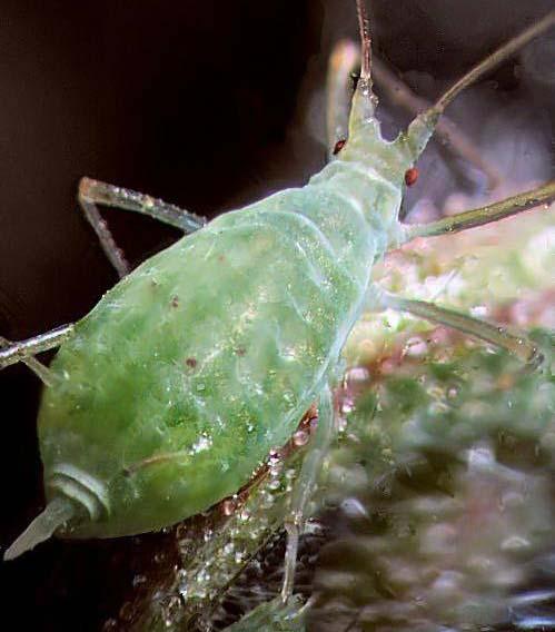 More aphid characters