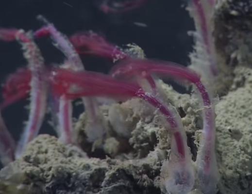 Polychaeta - Osedax Video, Osedax worms on whale falls