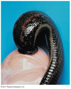 Annelida Subclass Hirudinea - Leeches v Most species of leeches live in fresh water; some are marine or terrestrial v Leeches include detritivores, predators of invertebrates, and parasites