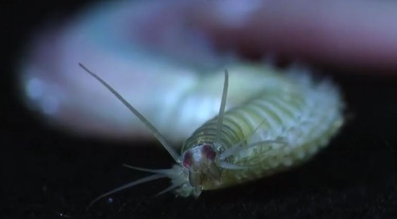 Video, phylum Annelida (~ 13 min):