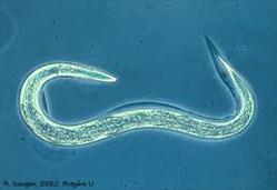 Phylum Nematoda ( roundworms ) v Everywhere!