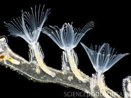 resemble hydrozoans- but have lophophore instead of feeding tentacles