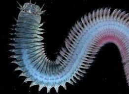 Phylum Annelida ( little rings ) v Annelids are segmented worms Bodies are