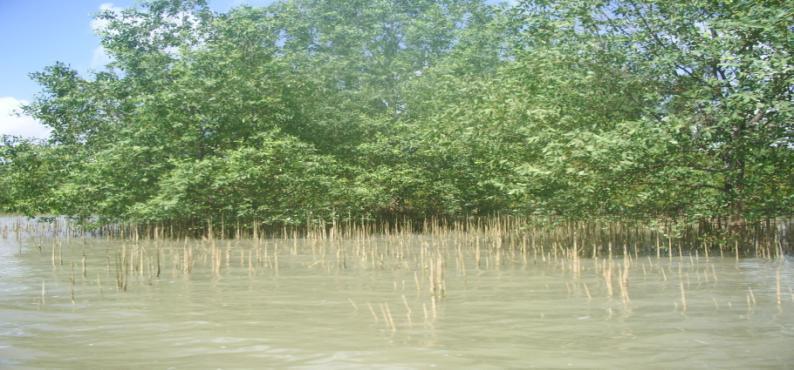 Mangroves at