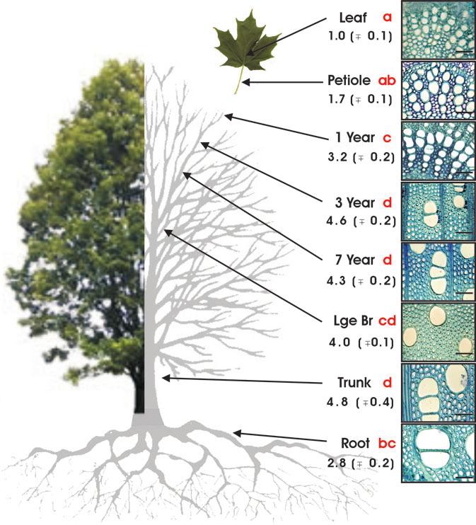 Air seeding threshold in sugar maple 1085 Figure 1. Mean air seeding threshold (P a, MPa) in current year xylem from different regions of mature sugar maple (Acer saccharum) trees.