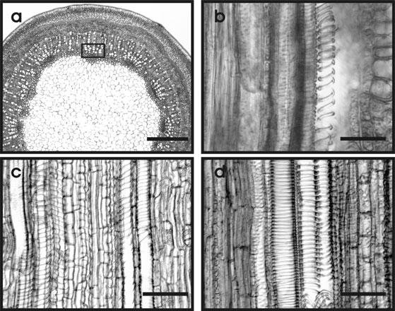 1086 B. Choat et al. Figure 2. Light micrographs of xylem tissue in current year growth of Acer saccharum.