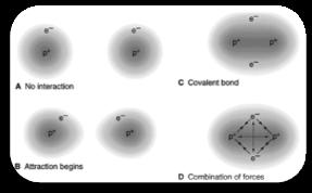 Each electron in a shared pair is attracted to both nuclei involved in the bond. The valence electrons involved in the bond are called the BONDING ELECTRONS or the BOND PAIR.