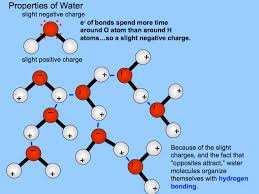 Sugar + Oxygen Energy + Water + Carbon Dioxide Reverse of photosynthesis Sugars are burned to produce kinetic