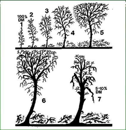 Trees Are Fighting A Losing Battle As They Age Image from Shigo, Modern Arboriculture The tree is committed to increasing its mass With limiting resources, the tree regulates its dynamic/static ratio