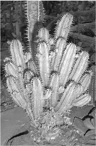 North American Cactaceae African