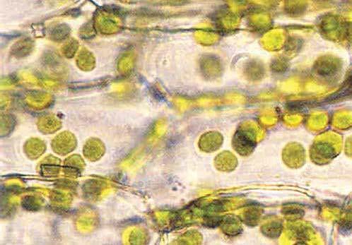 Chloroplasts The primary functions of leaves are to house and display the chloroplasts for solar energy